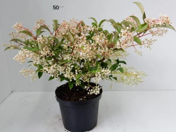 Viburnum hillieri 'Winton' – Bild 4