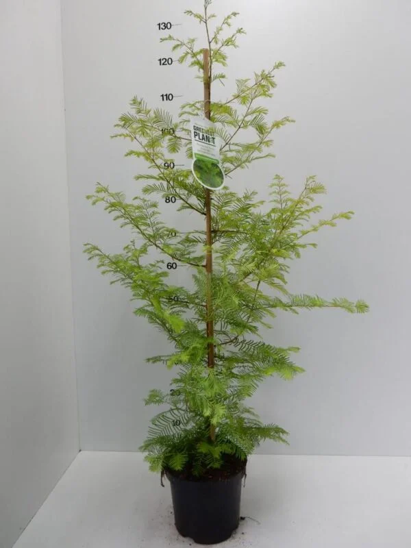 Metasequoia glyptostroboides