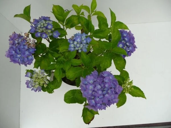 Hydrangea macr. 'Renate Steiniger' – Image 2