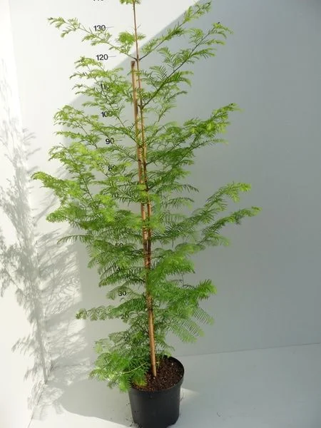 Metasequoia glyptostroboides - Afbeelding 2