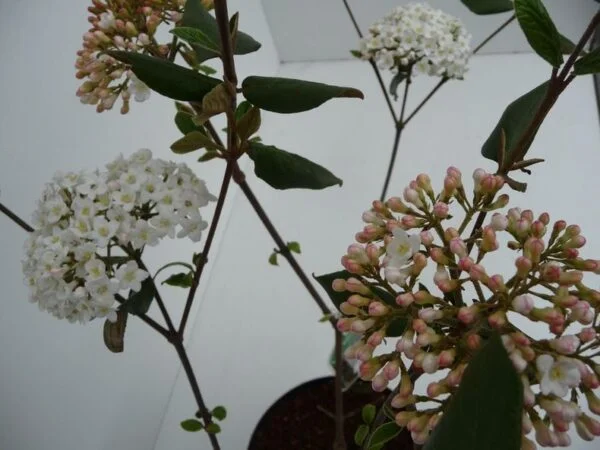 Viburnum burkwoodii - Image 3