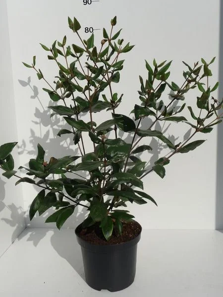 Viburnum burkwoodii - Image 2